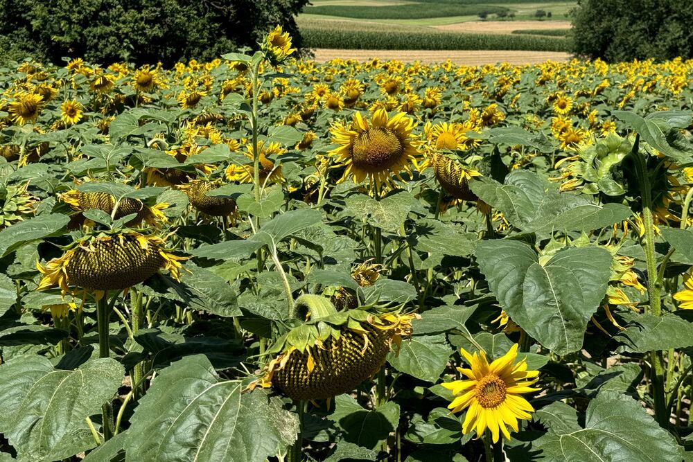 Blühende Sonnenblumen in Sarmenstorf AG. In der zweiten Juli-Hälfte gab es längere heisse Perioden mit viel Sonnenschein.